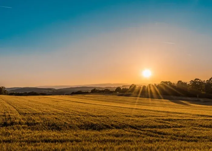 Green fields
